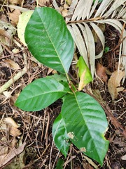 Aglaia rimosa