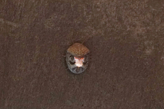 Solenotichus circuliferus