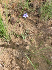 Aristea abyssinica