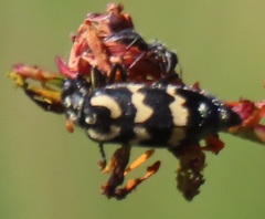 Hycleus lunatus