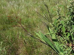 Crocosmia paniculata