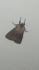 Mallocephala rubripes