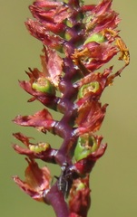 Crocosmia paniculata