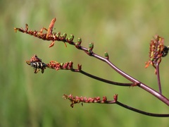 Crocosmia paniculata