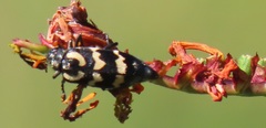 Crocosmia paniculata