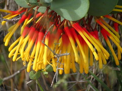 Psittacanthus biternatus