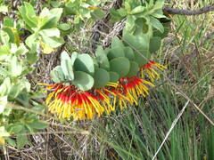 Psittacanthus biternatus