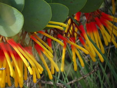 Psittacanthus biternatus