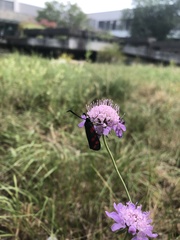 Zygaena filipendulae
