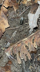 Acalymma trivittatum