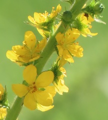 Agrimonia bracteata