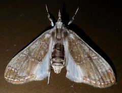 Cirrhochrista fuscusa