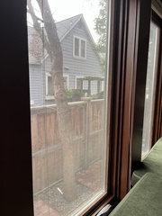 Aphelocoma californica