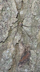 Phalangium opilio
