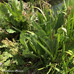 Rumex hydrolapathum