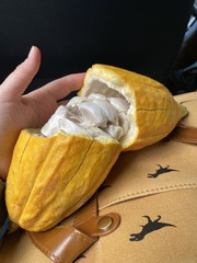 Theobroma cacao
