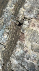 Salpingus viridiaeneus