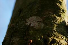 Arthonia cinnabarina