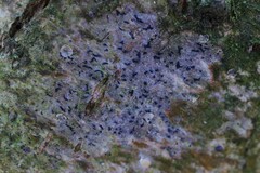 Opegrapha