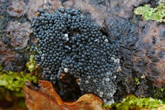 Badhamia utricularis