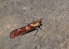 Ancylosis cinnamomella