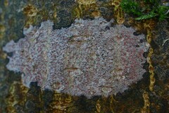 Arthonia cinnabarina
