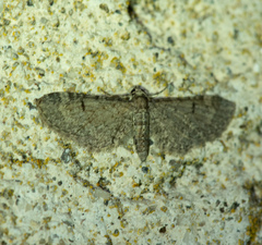 Eupithecia ultimaria