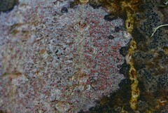 Arthonia cinnabarina