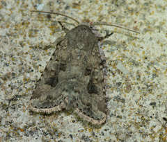 Anarta sodae
