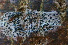 Alyxoria varia