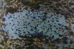 Alyxoria varia