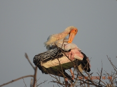 Mycteria leucocephala