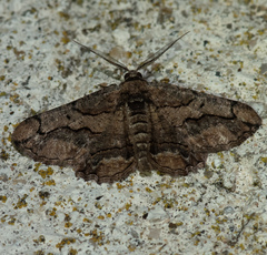 Menophra japygiaria