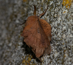 Gastropacha quercifolia