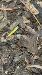 Notiophilus sylvaticus