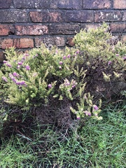 Erica carnea