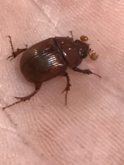 Odonteus