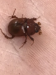 Odonteus
