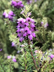 Erica carnea