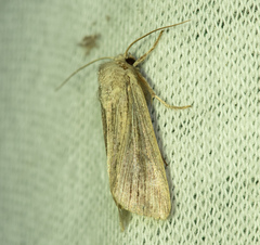 Mythimna riparia
