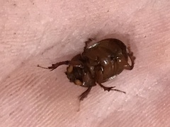 Odonteus