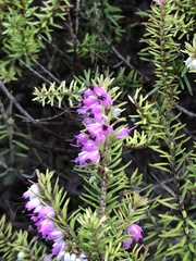 Erica carnea