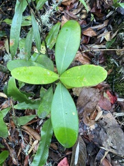 Clusiaceae