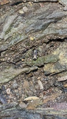 Notiophilus sylvaticus