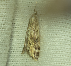 Parapoynx stratiotata