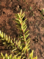Erica carnea