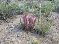 Castilleja pilosa pilosa