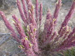 Castilleja pilosa pilosa