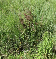 Plectranthus grallatus