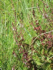 Plectranthus grallatus